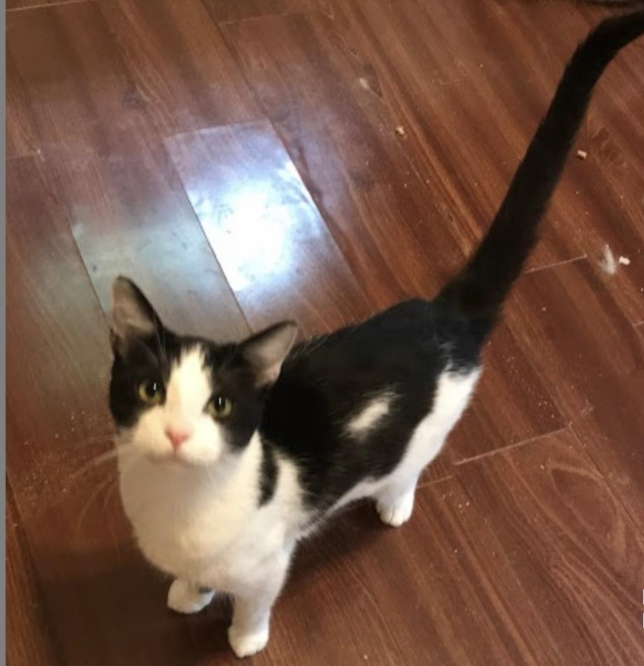 Dottie, Adult Female Domestic Short Hair