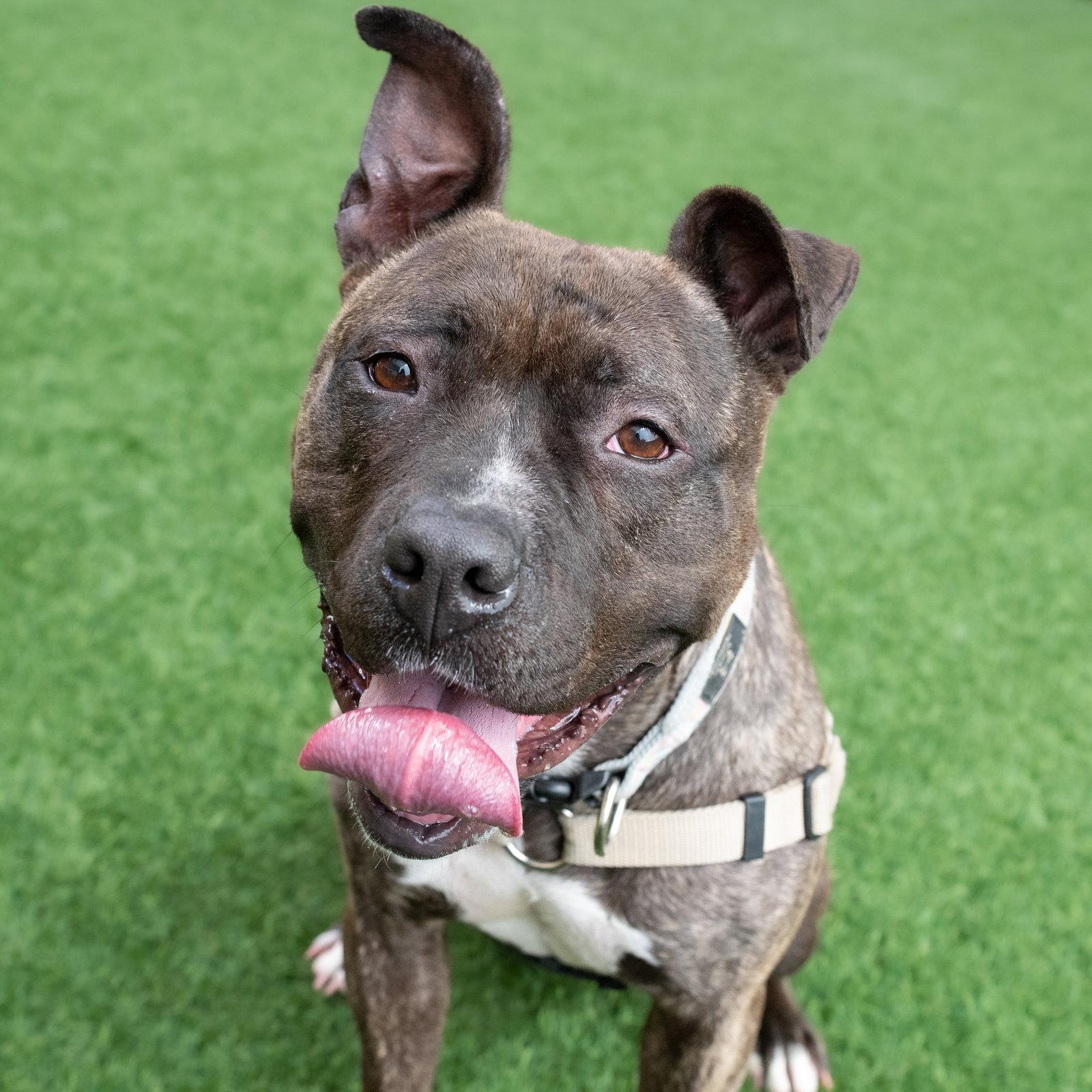 Rosie, Adoptable, Adult Female Pit Bull Terrier.