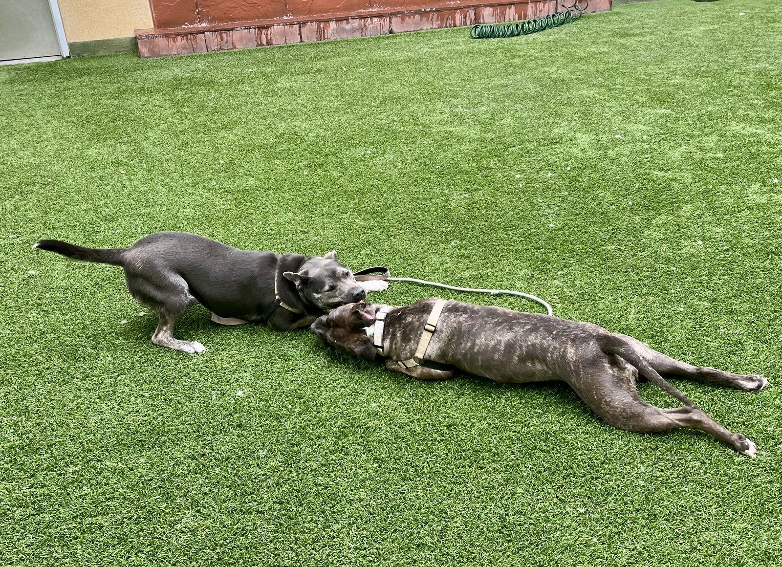 Enlarge Rosie, a Adoptable Pit Bull Terrier in Burlingame, CA image 2/3