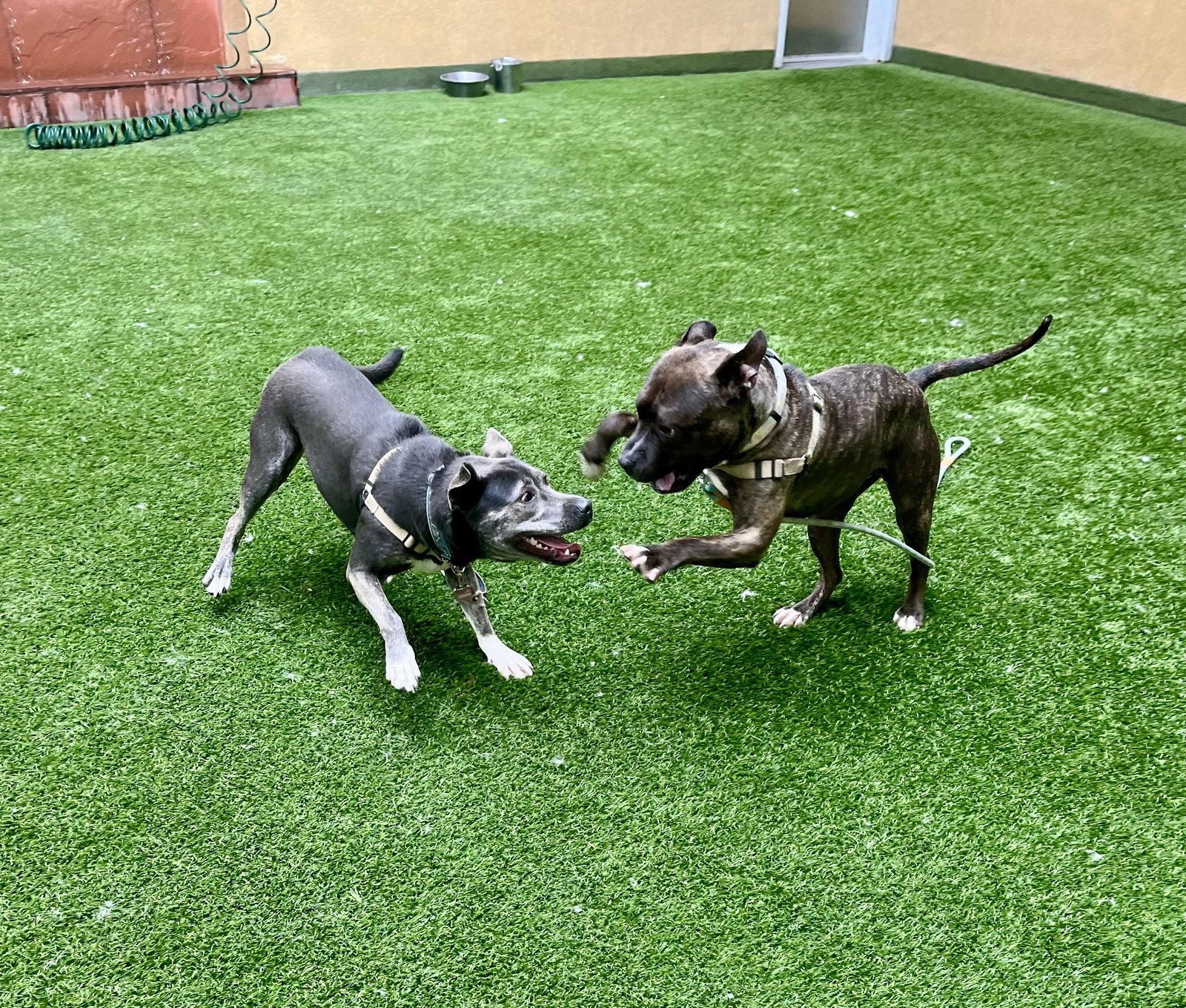 Enlarge Rosie, a Adoptable Pit Bull Terrier in Burlingame, CA image 3/3