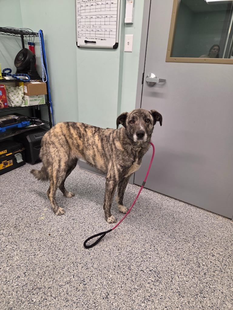 Ivy, Adoptable, Young Female Terrier.