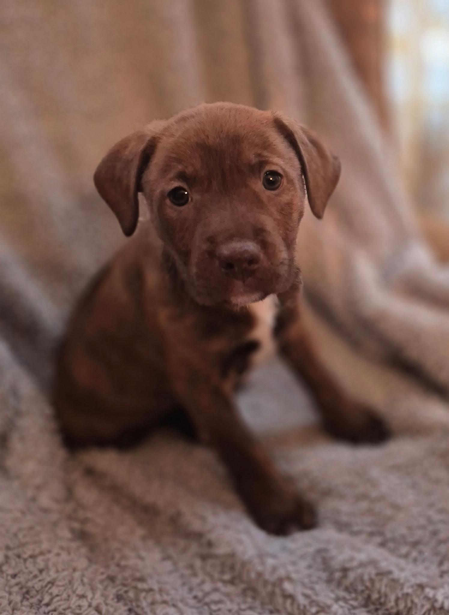 Rosebud Bloom — thumbnail 2