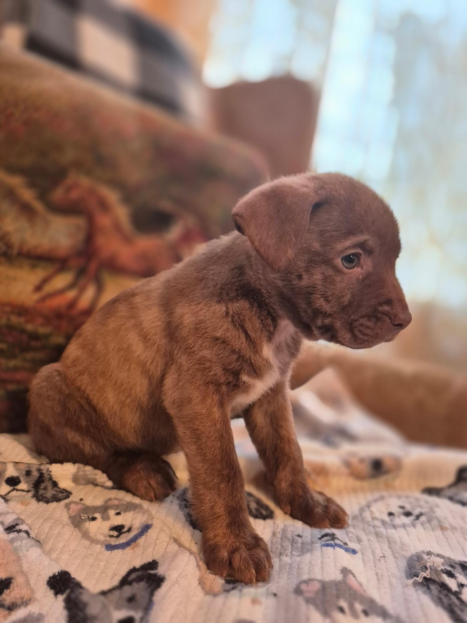 Rosebud Bloom — thumbnail 3