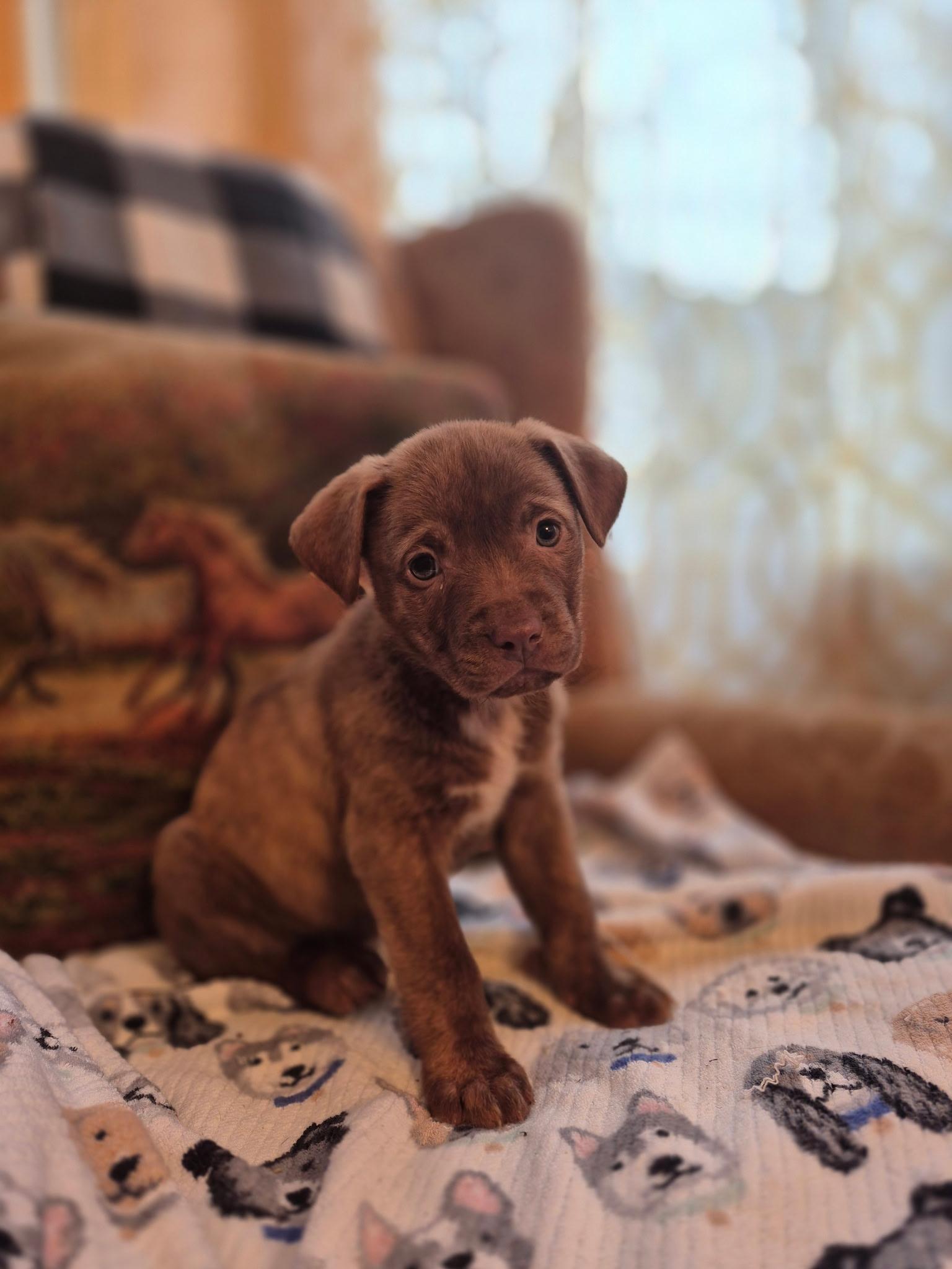 Rosebud Bloom — thumbnail 4