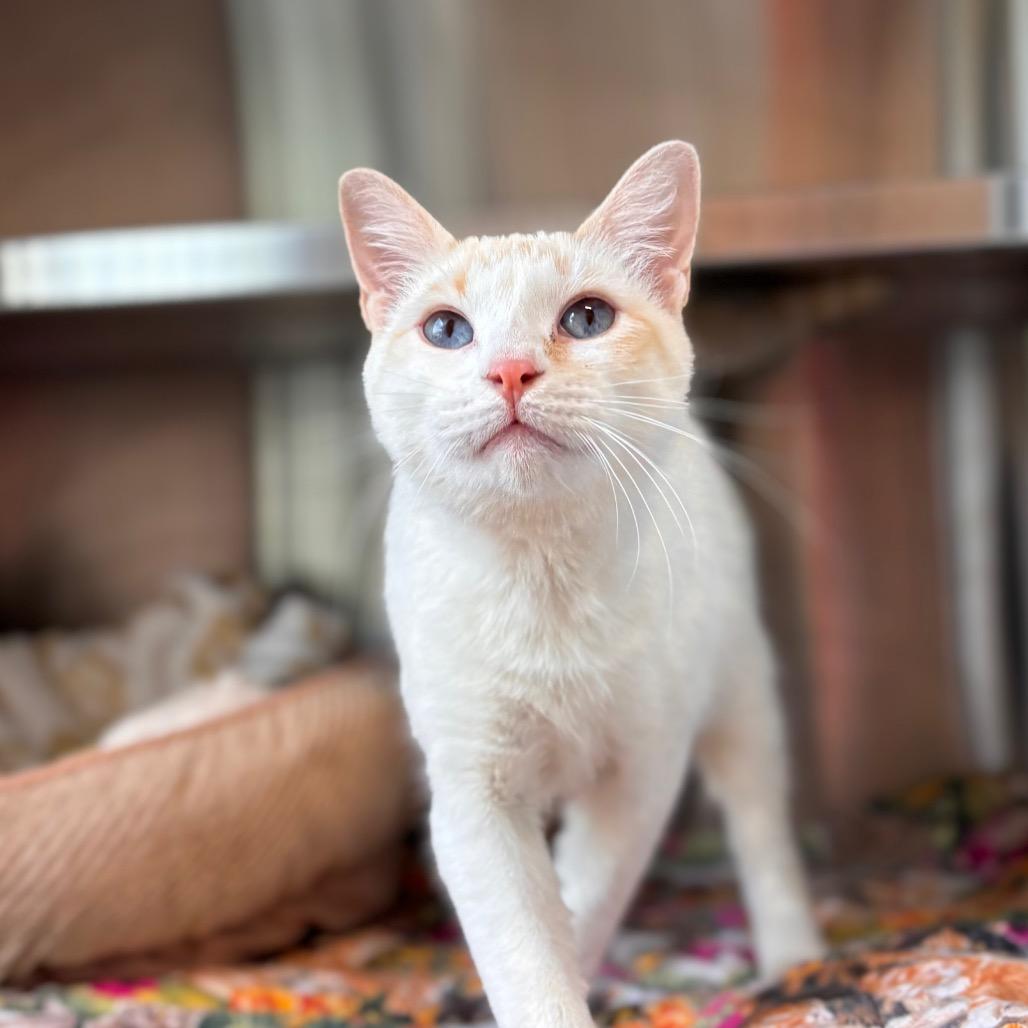 Poppy, a Adoptable Domestic Short Hair in Nashville, IN image 1/4