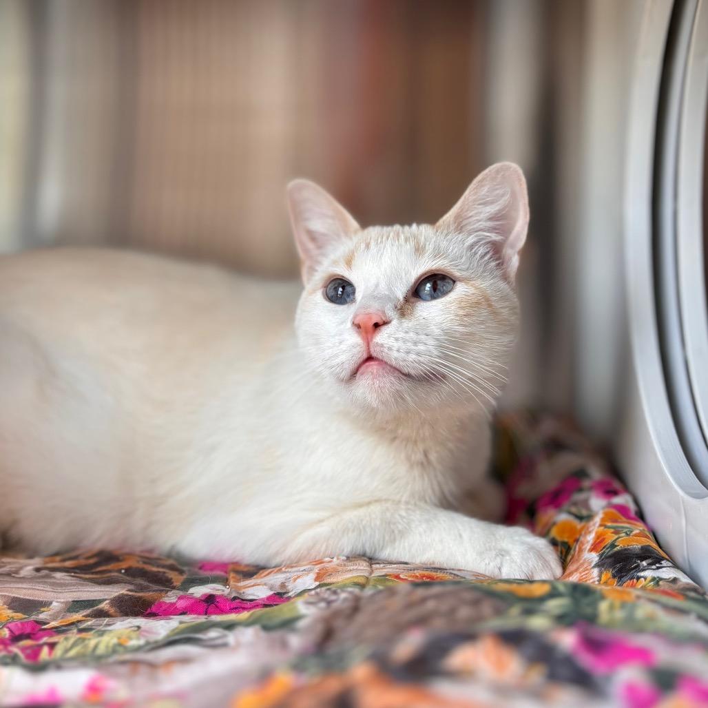 Poppy, a Adoptable Domestic Short Hair in Nashville, IN image 2/4