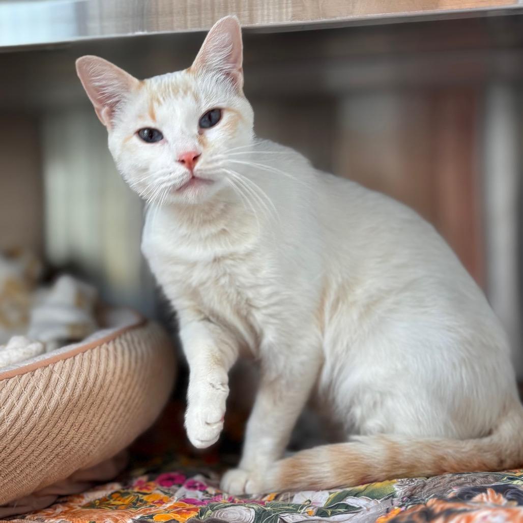 Poppy, a Adoptable Domestic Short Hair in Nashville, IN image 3/4