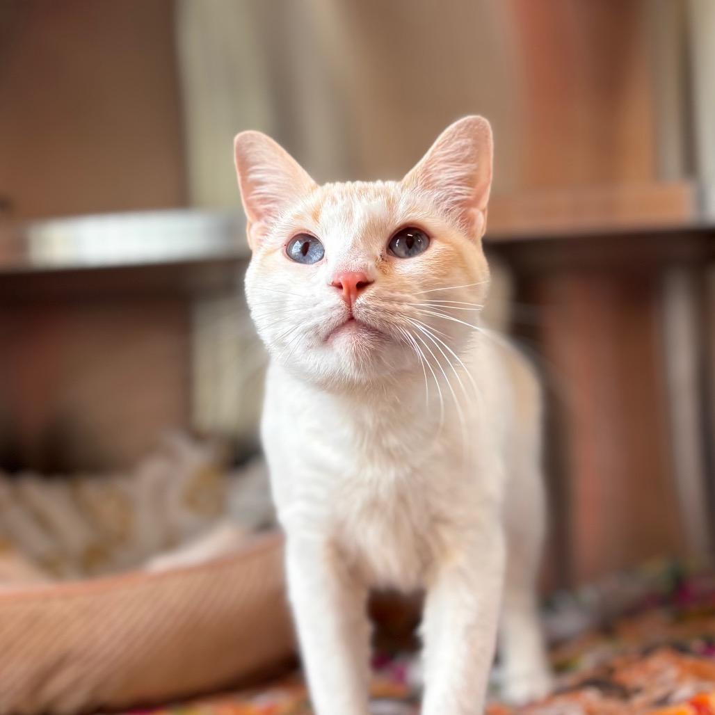 Poppy, a Adoptable Domestic Short Hair in Nashville, IN image 4/4