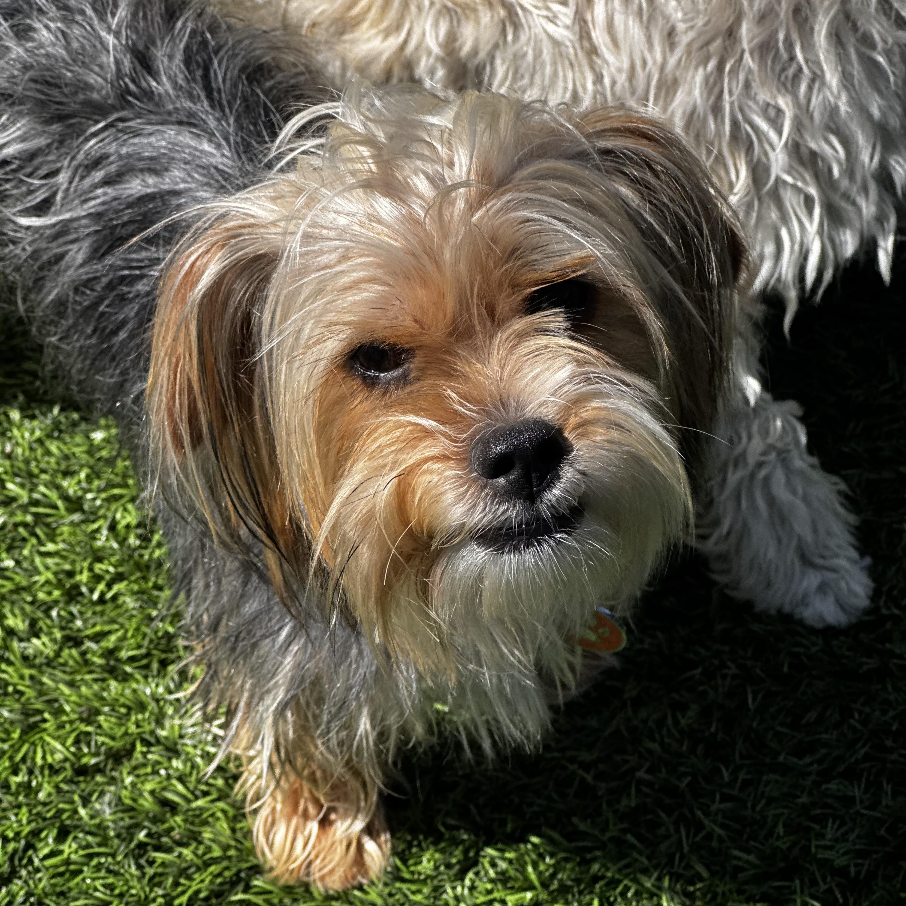 Enlarge Thelma, an adopted Yorkshire Terrier in Los Angeles, CA image 3/6