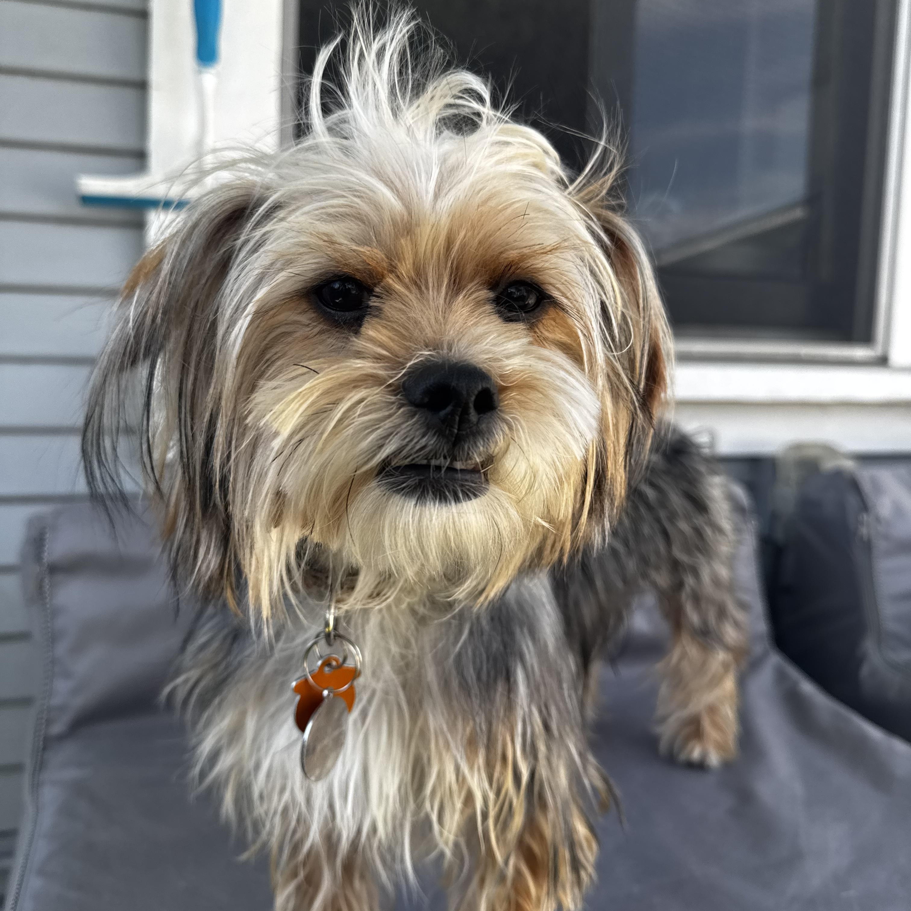 Enlarge Thelma, an adopted Yorkshire Terrier in Los Angeles, CA image 4/6