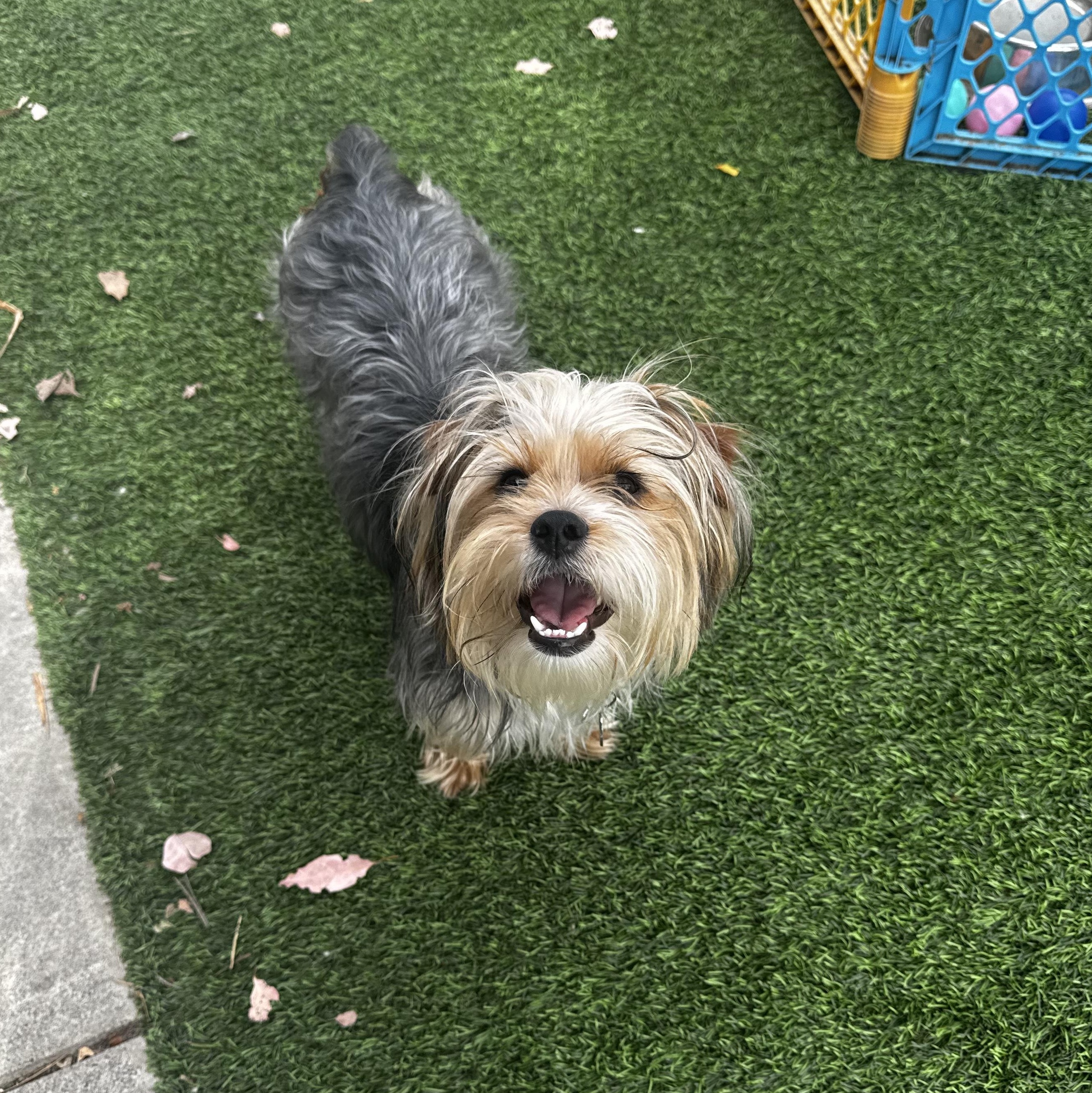Enlarge Thelma, an adopted Yorkshire Terrier in Los Angeles, CA image 2/6
