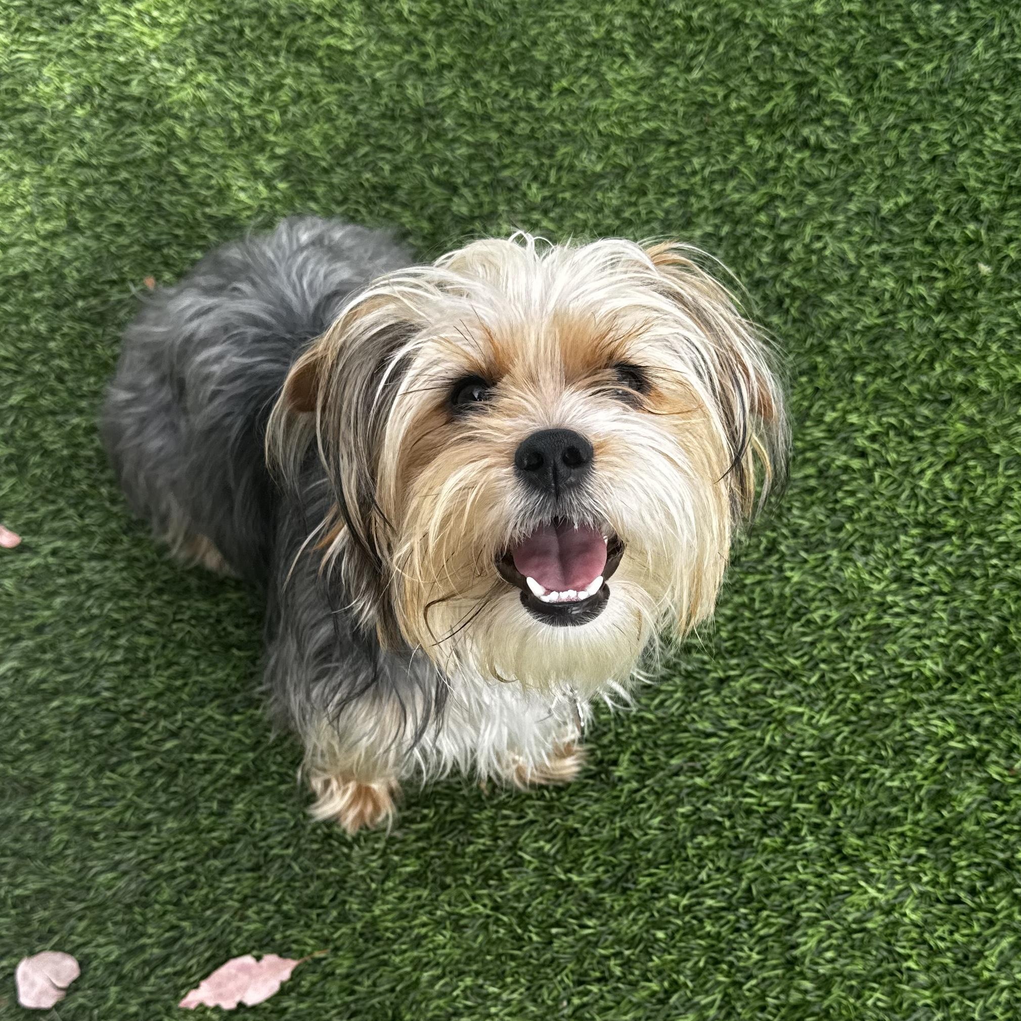 Thelma, adopted, Young Female Yorkshire Terrier.