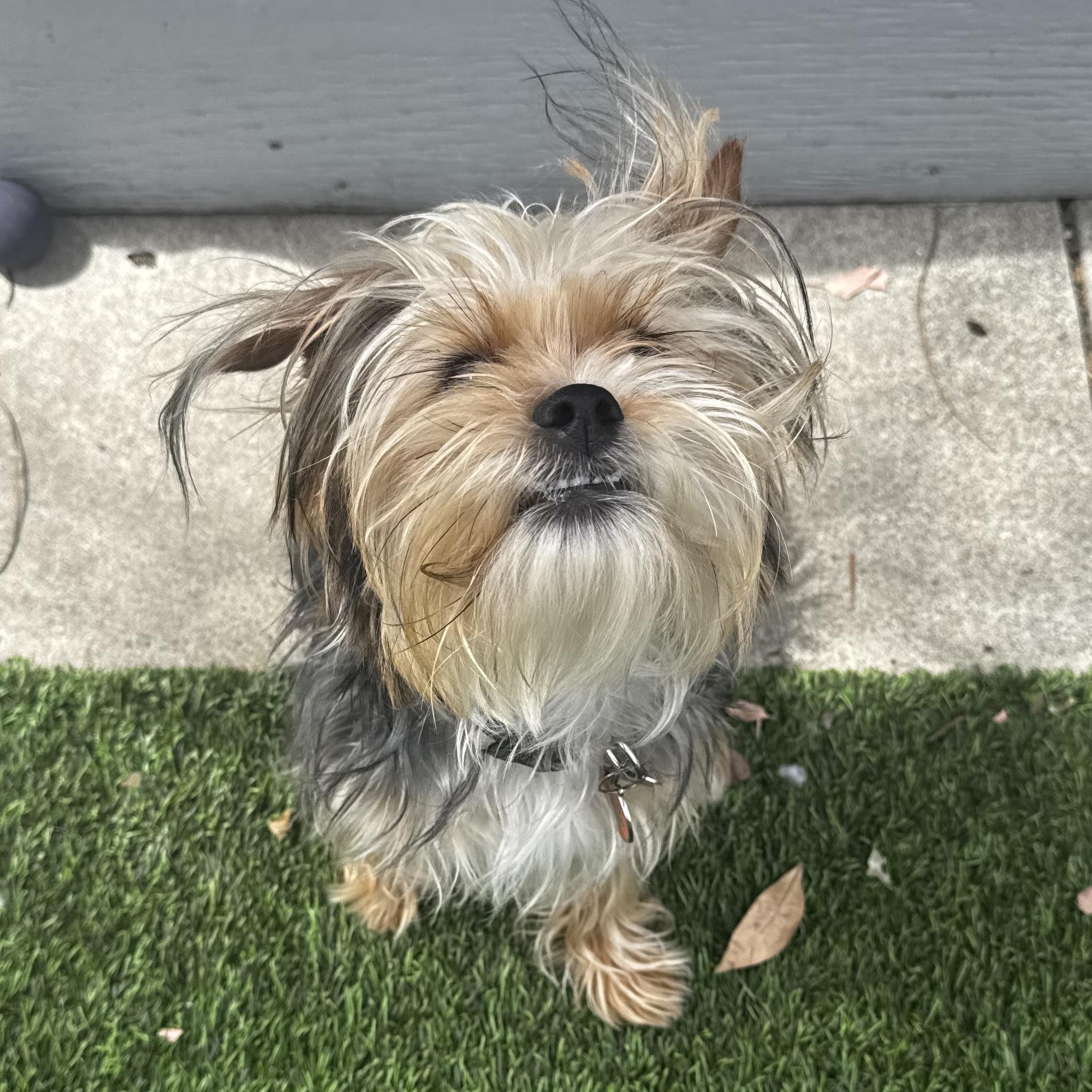 Enlarge Thelma, an adopted Yorkshire Terrier in Los Angeles, CA image 5/6