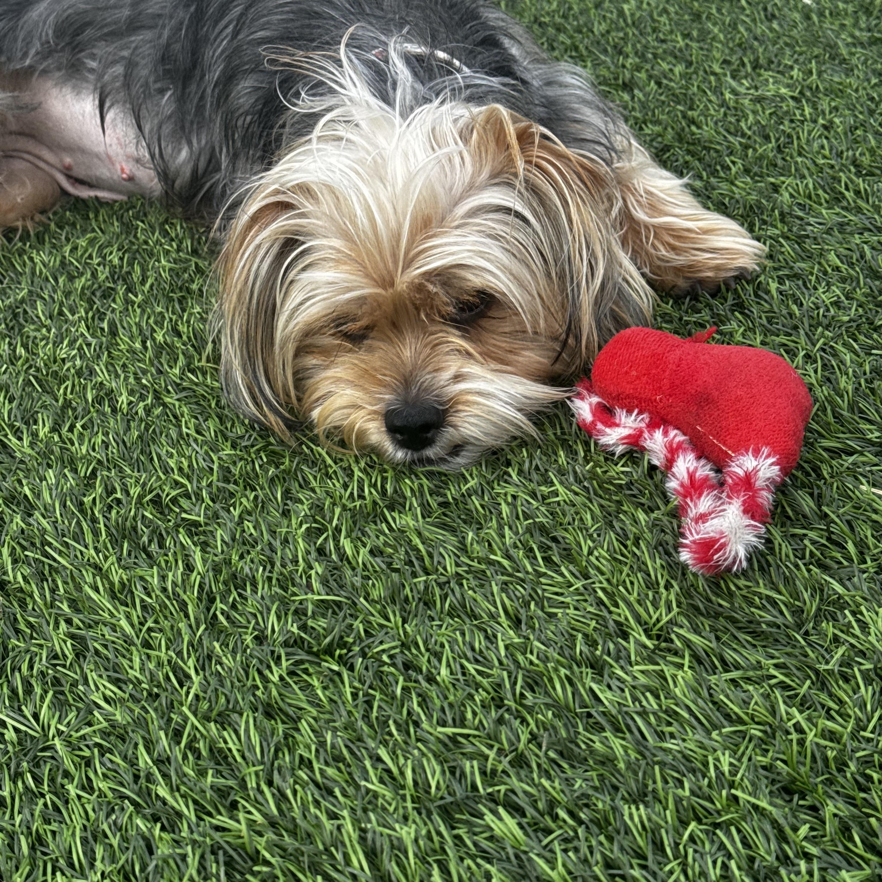 Enlarge Thelma, an adopted Yorkshire Terrier in Los Angeles, CA image 6/6