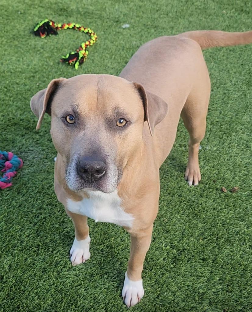 Enlarge Blaze, a ADOPTABLE mixed breed in Frankfort, KY image 1/4