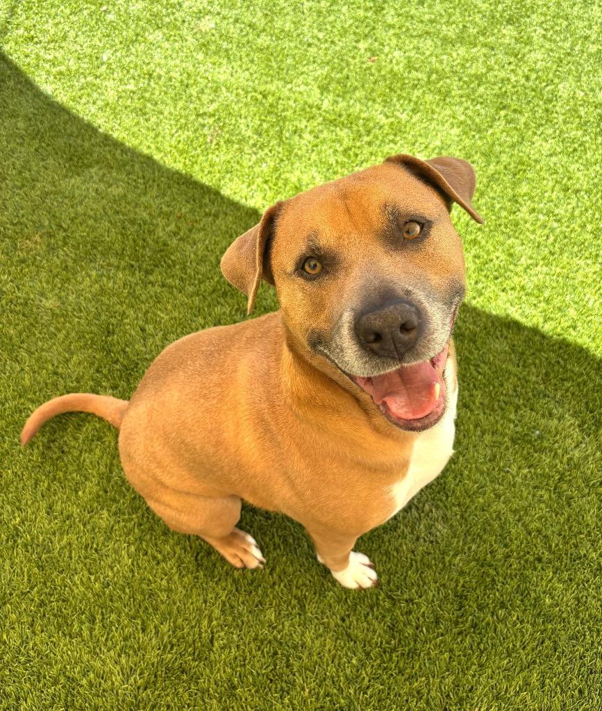 Blaze, adoptable, Adult Male Pit Bull Terrier & Labrador Retriever.