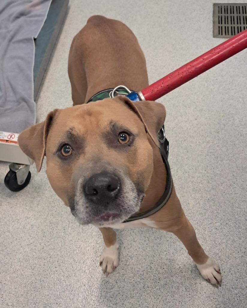 Enlarge Blaze, a ADOPTABLE mixed breed in Frankfort, KY image 3/4