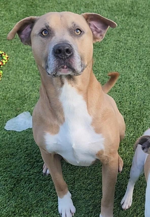 Enlarge Blaze, a ADOPTABLE mixed breed in Frankfort, KY image 2/4