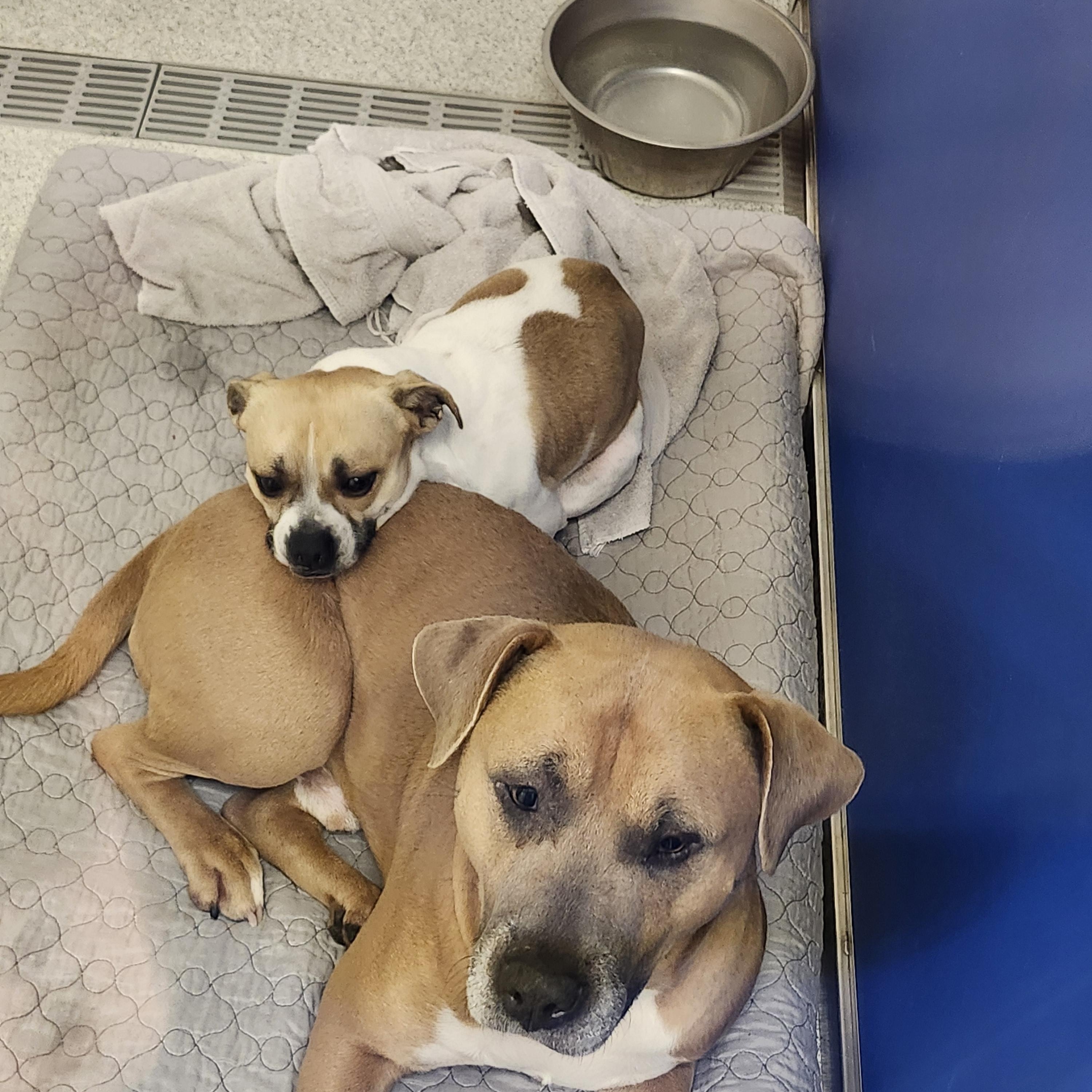 Enlarge Blaze, a ADOPTABLE mixed breed in Frankfort, KY image 4/4