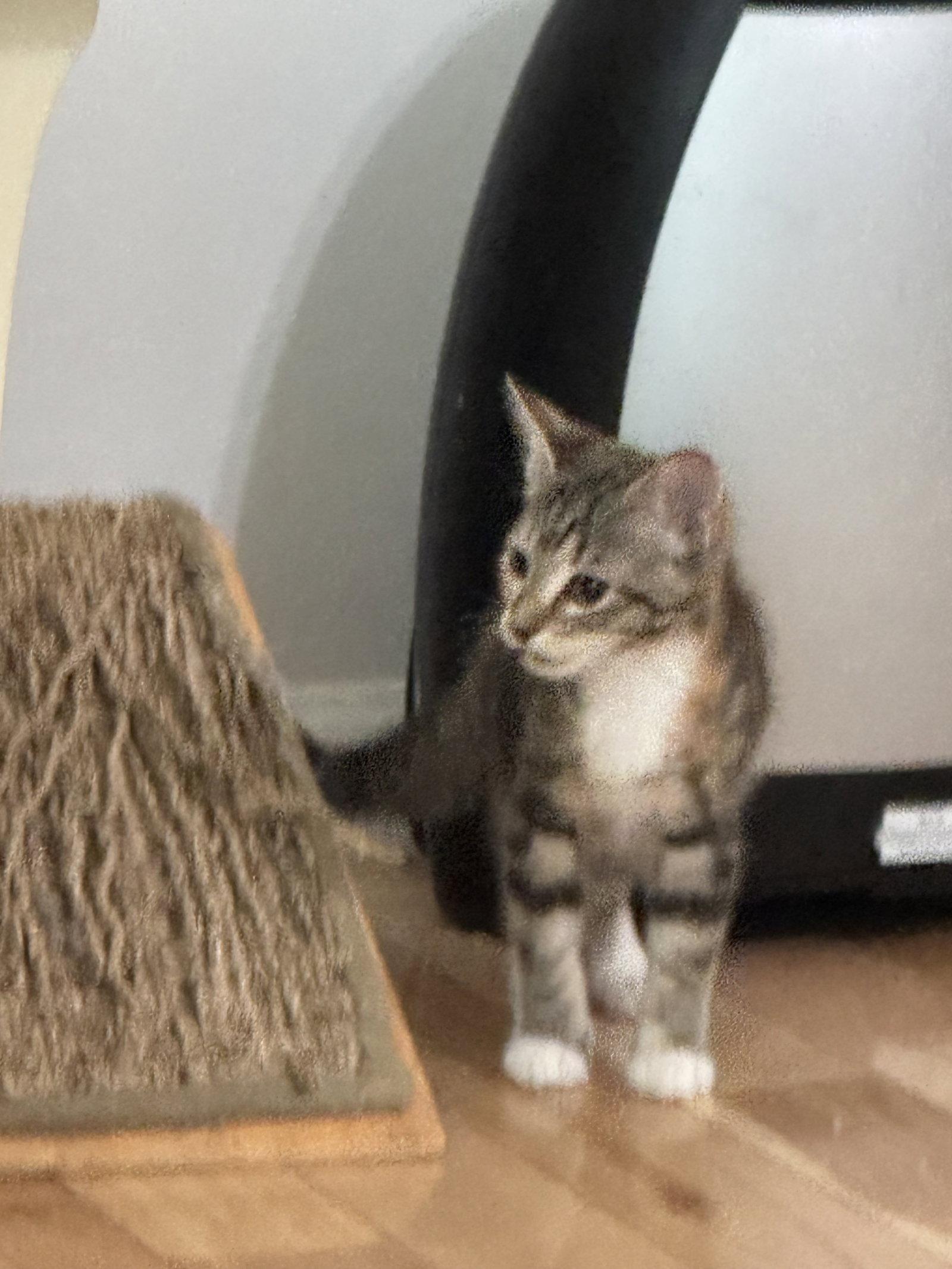 Illiana, Adopted, Kitten Female Tabby & Calico.
