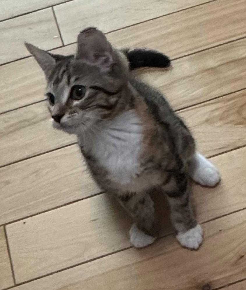 Enlarge Illiana, a Adopted mixed breed in Buford, GA image 2/3