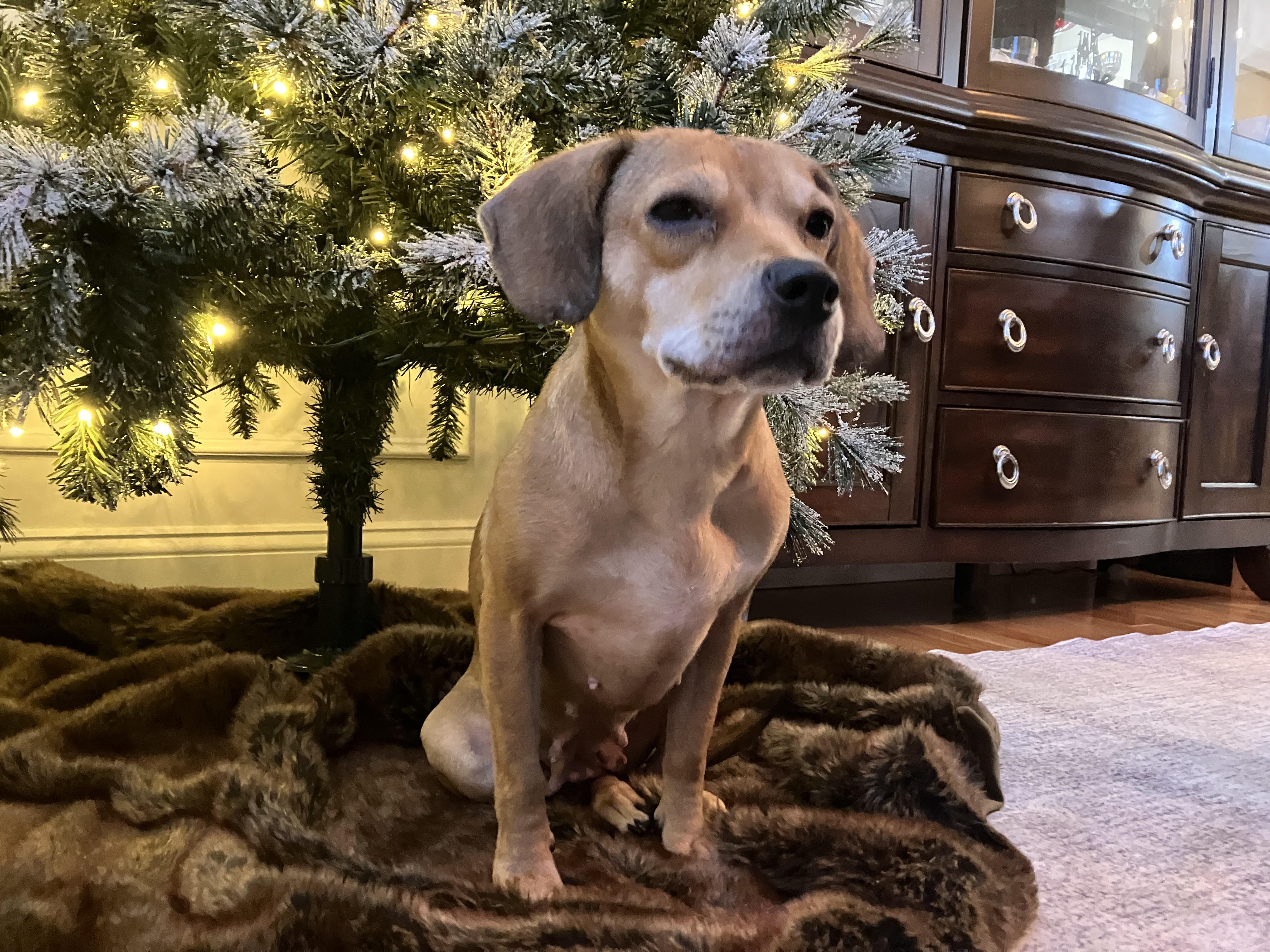 PENNY, Adoptable, Adult Female Mixed Breed.