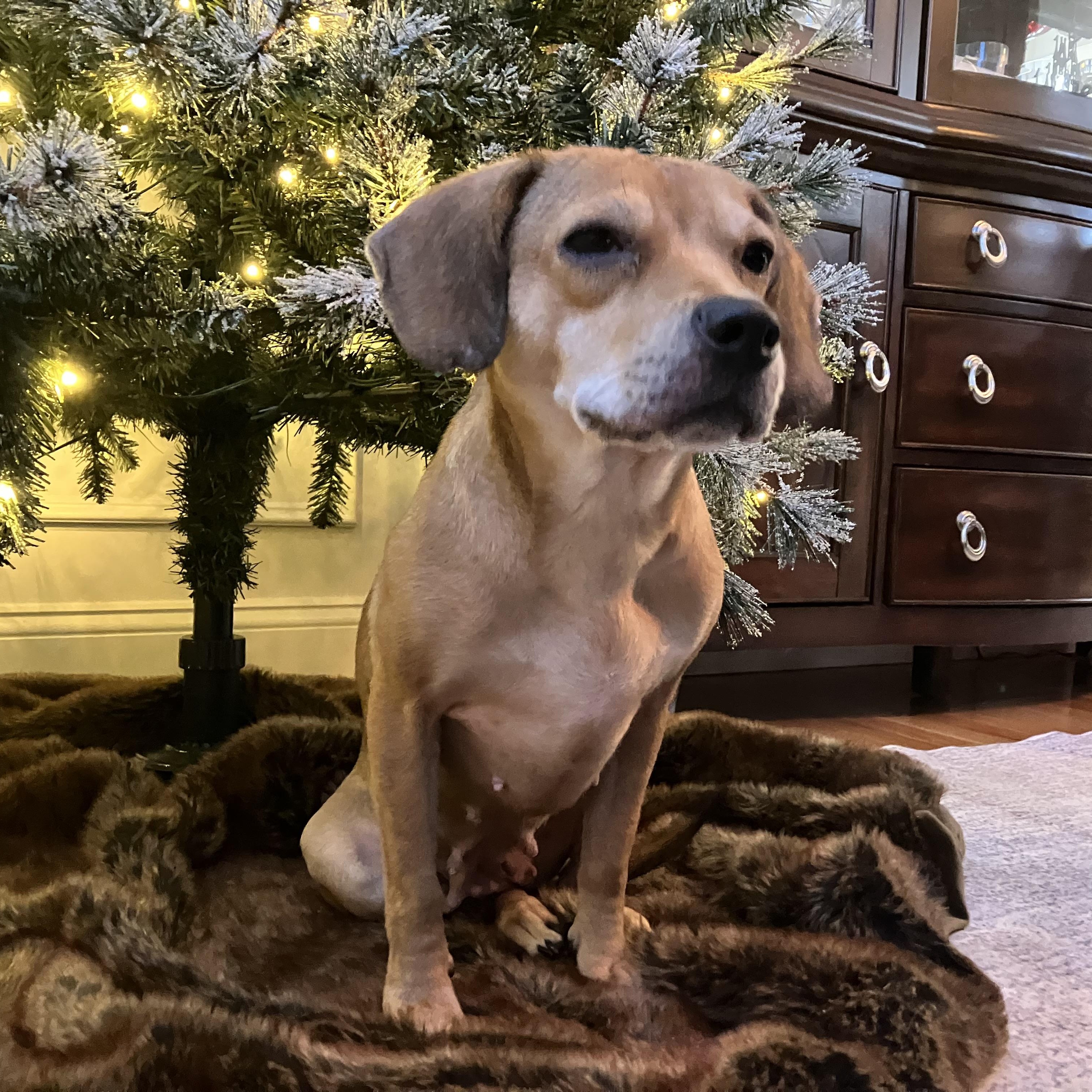 PENNY, a Adoptable Mixed Breed in Cranston, RI image 1/2