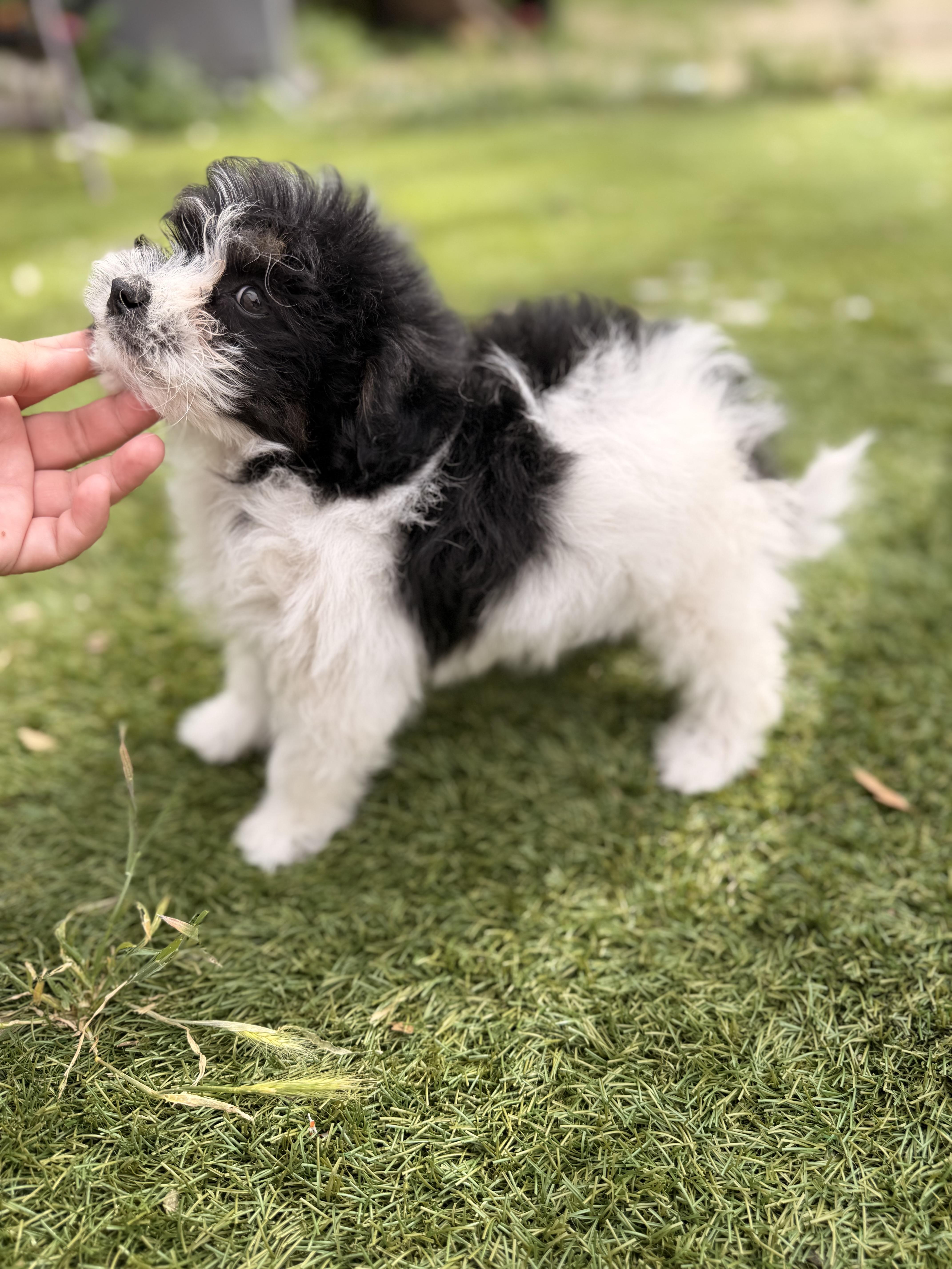 Mark, ADOPTABLE, Puppy Male Shih Tzu & Maltipoo.