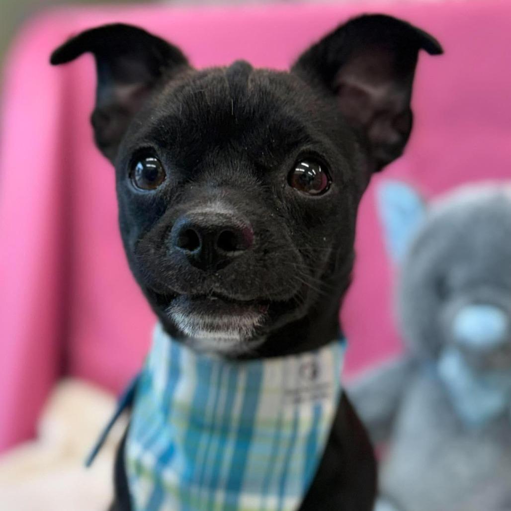 Ding Dong, Adoptable, Young Male Chihuahua & Mixed Breed.