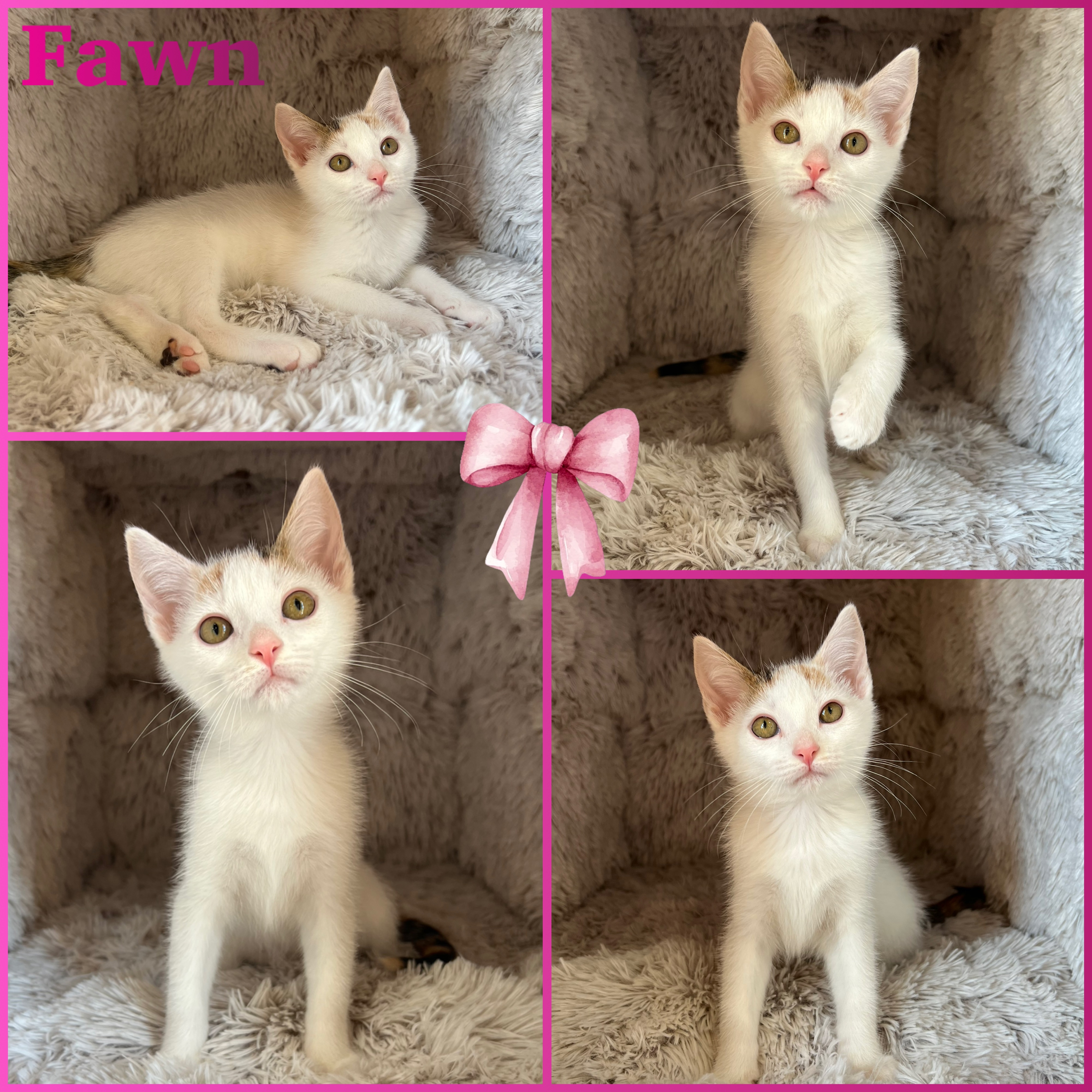 Cat for adoption Fawn, a Domestic Short Hair in Prospect, KY Petfinder