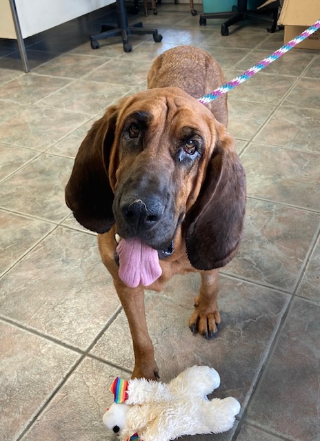Enlarge Ellie, a Adoptable Bloodhound in Canoga Park, CA image 3/3