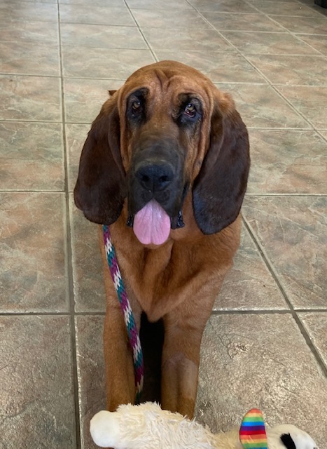 Enlarge Ellie, a Adoptable Bloodhound in Canoga Park, CA image 2/3