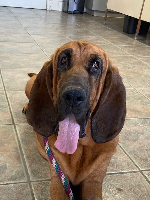 Enlarge Ellie, a Adoptable Bloodhound in Canoga Park, CA image 1/3