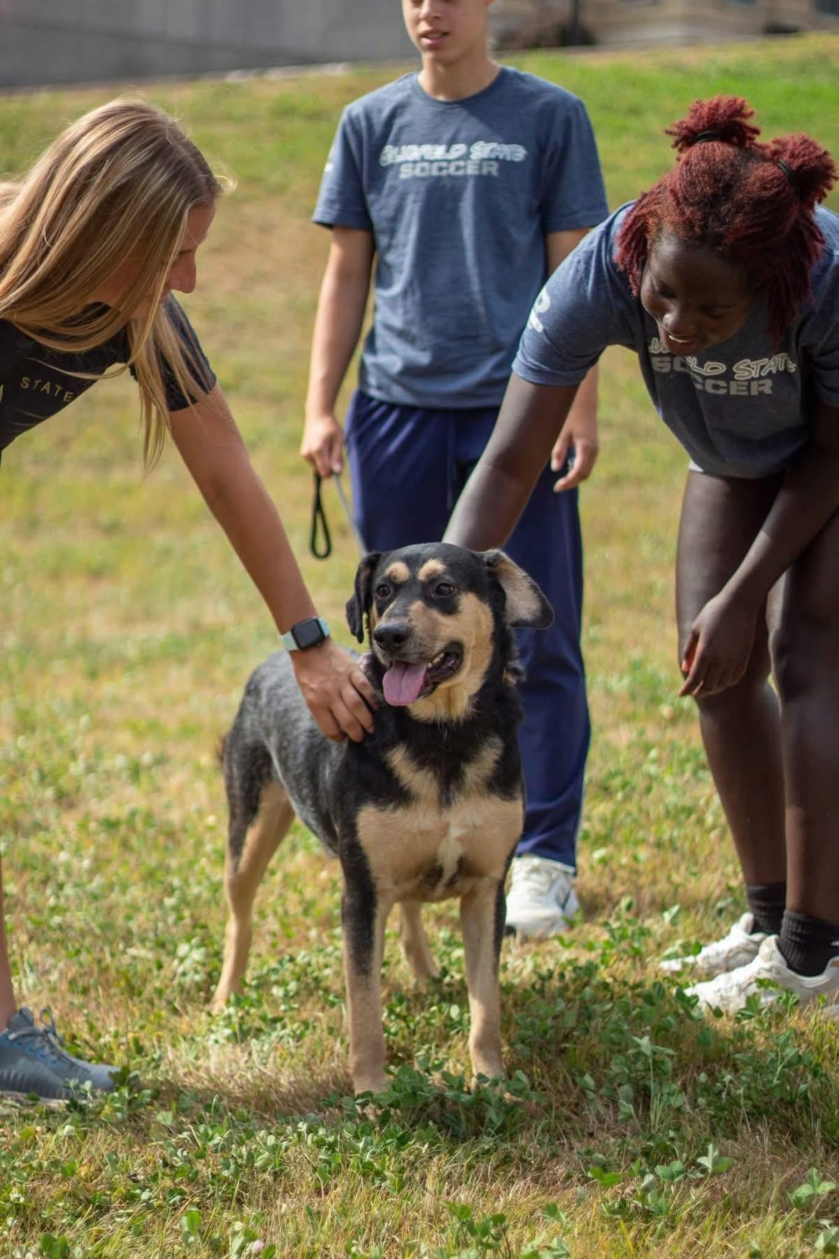 Enlarge Buddy, a ADOPTABLE German Shepherd Dog in Woodbury, NJ image 2/2