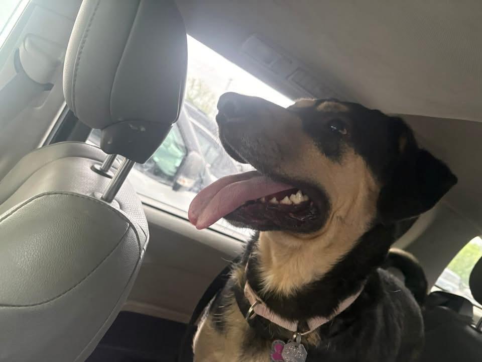Enlarge Buddy, a ADOPTABLE mixed breed in Woodbury, NJ image 3/4