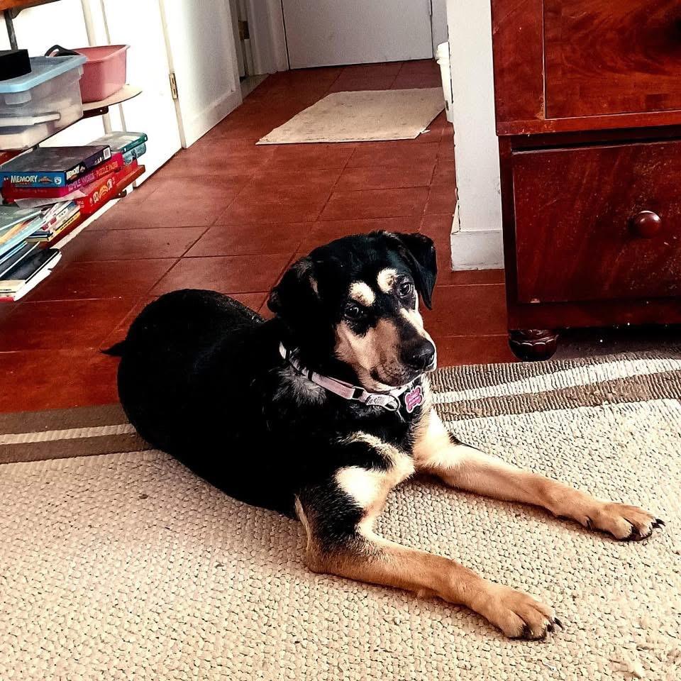 Enlarge Buddy, a ADOPTABLE German Shepherd Dog in Woodbury, NJ image 1/2