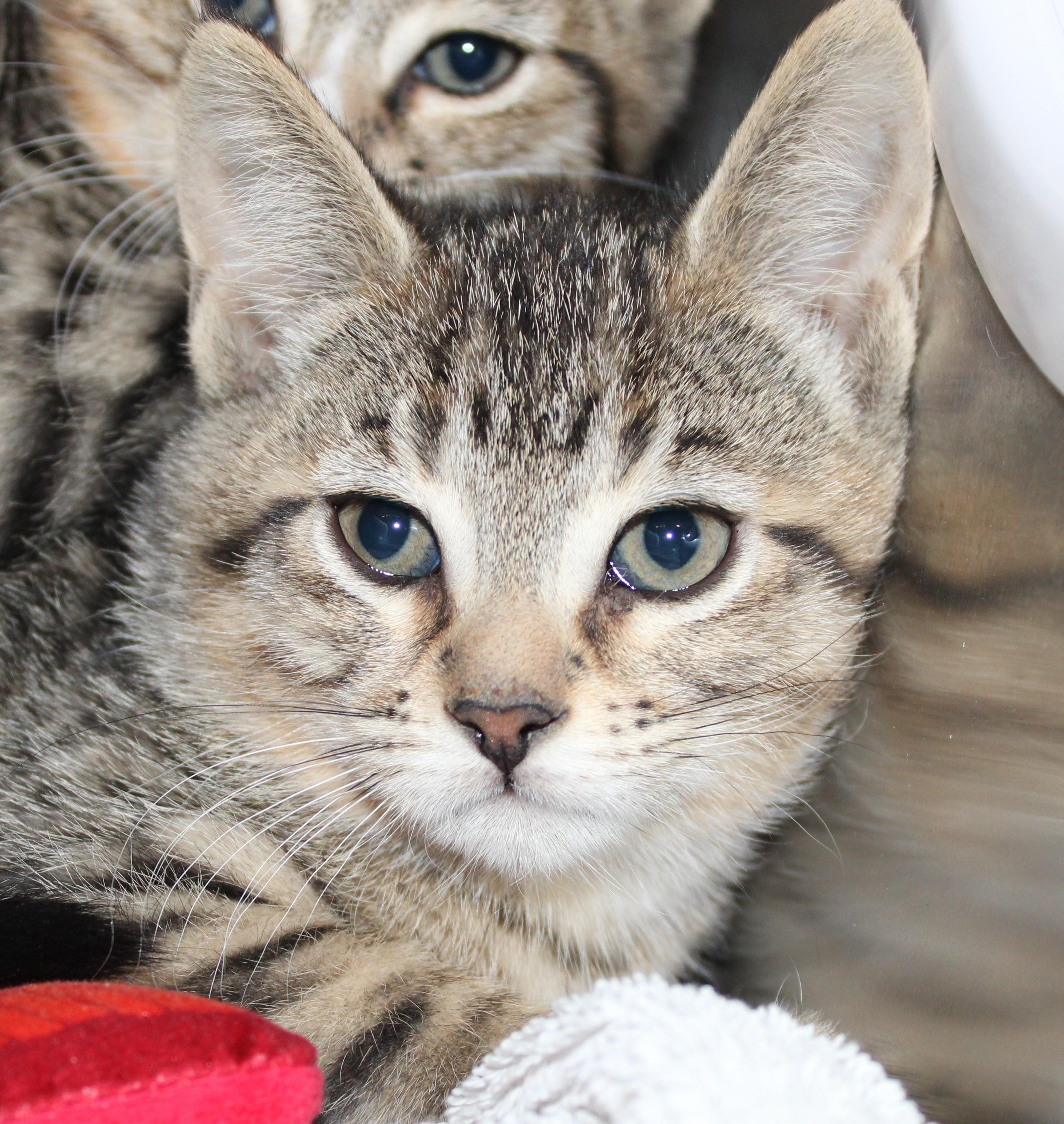 Cookie Brook, adopted, Kitten Female Domestic Short Hair.