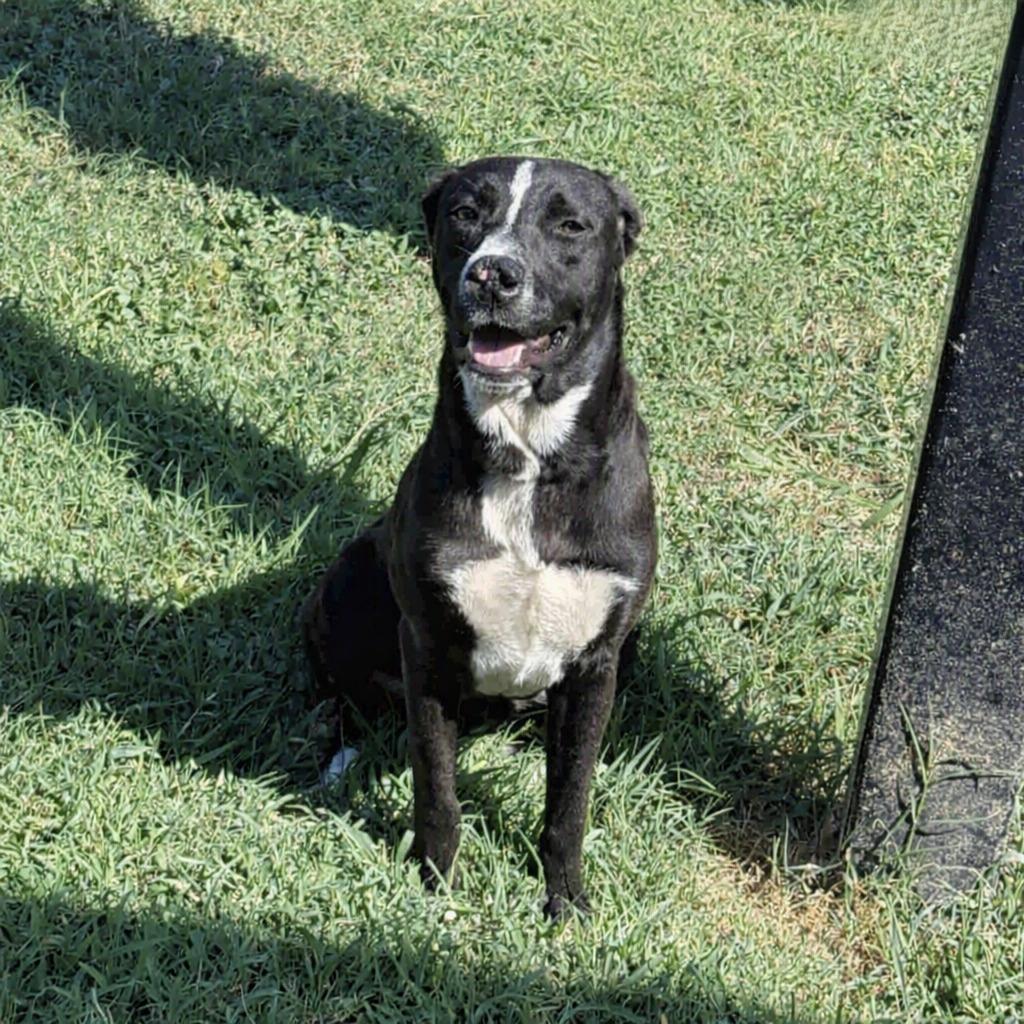 Enlarge Pookie, a Adoptable mixed breed in Brenham, TX image 2/6
