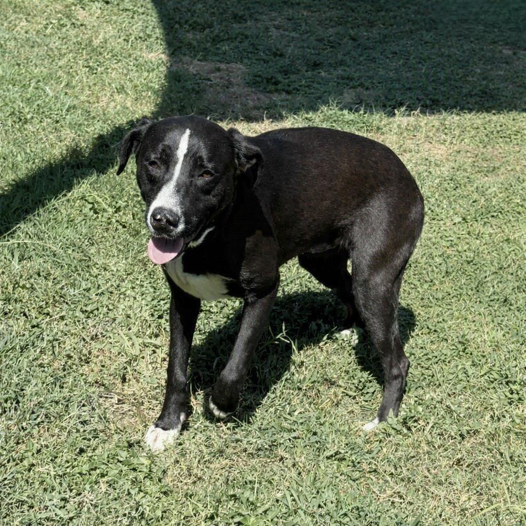 Enlarge Pookie, a Adoptable mixed breed in Brenham, TX image 3/6