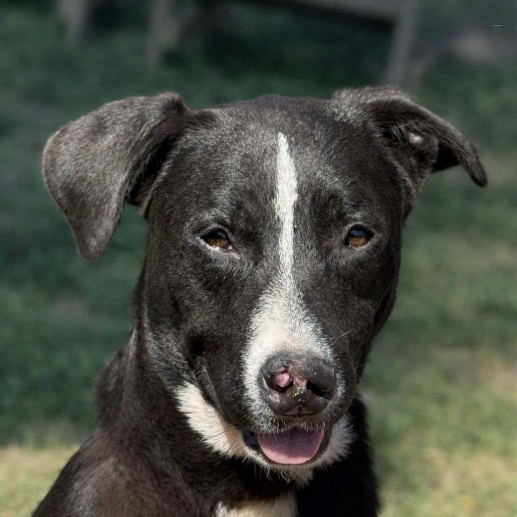 Enlarge Pookie, a Adoptable mixed breed in Brenham, TX image 1/6