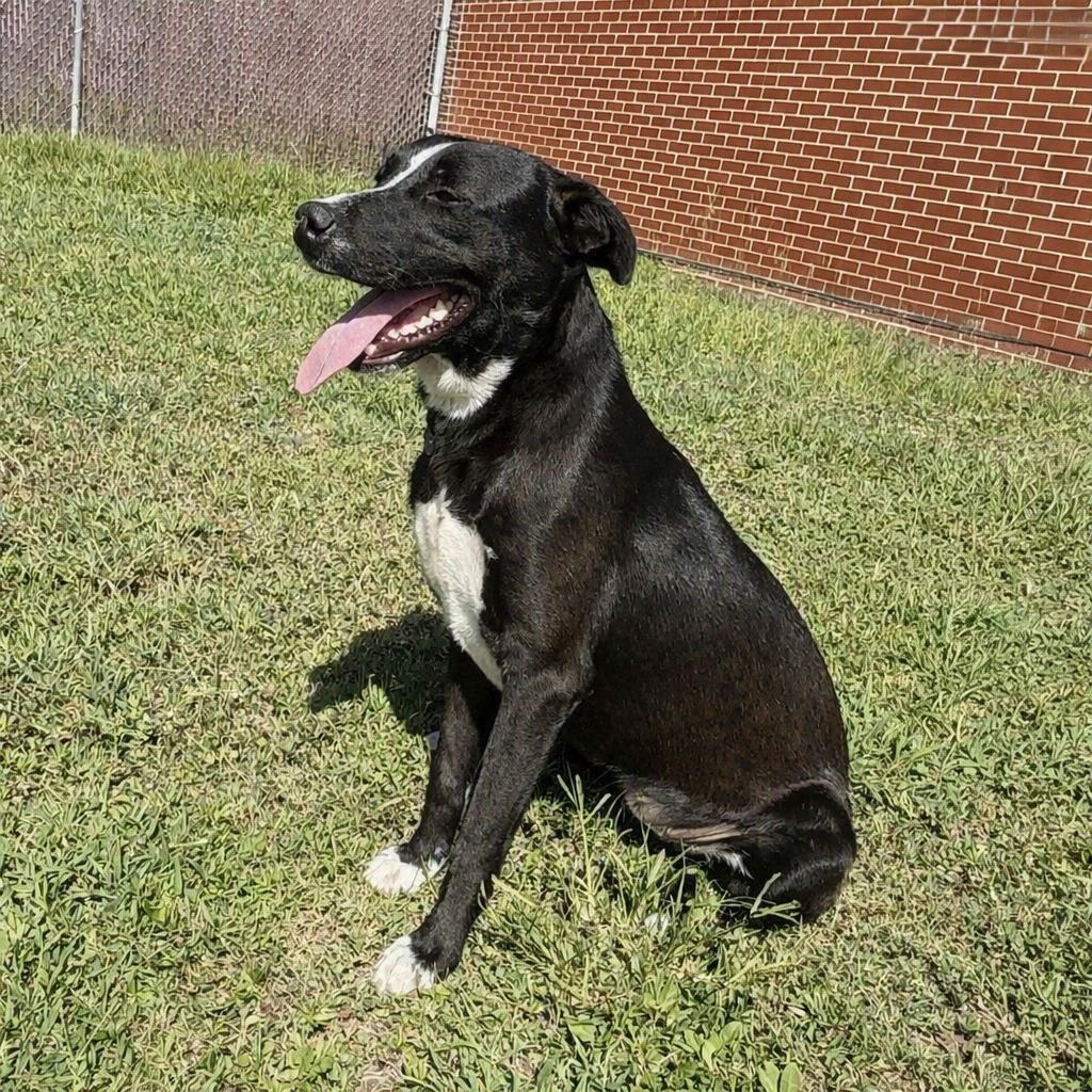 Enlarge Pookie, a Adoptable mixed breed in Brenham, TX image 4/6