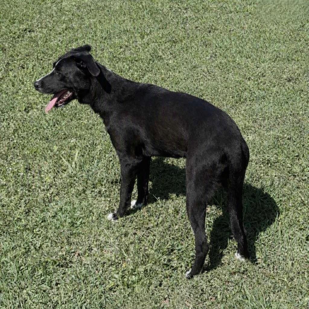 Enlarge Pookie, a Adoptable mixed breed in Brenham, TX image 5/6