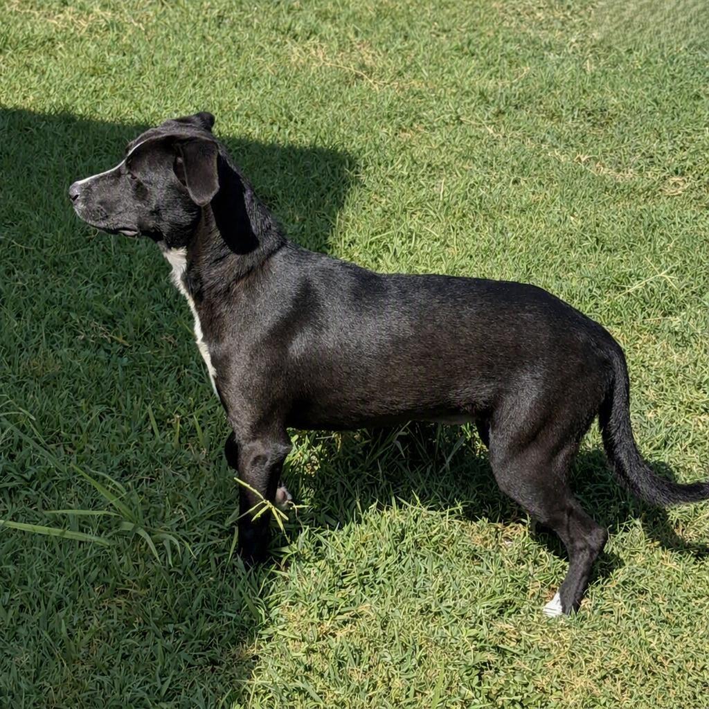 Enlarge Pookie, a Adoptable mixed breed in Brenham, TX image 6/6