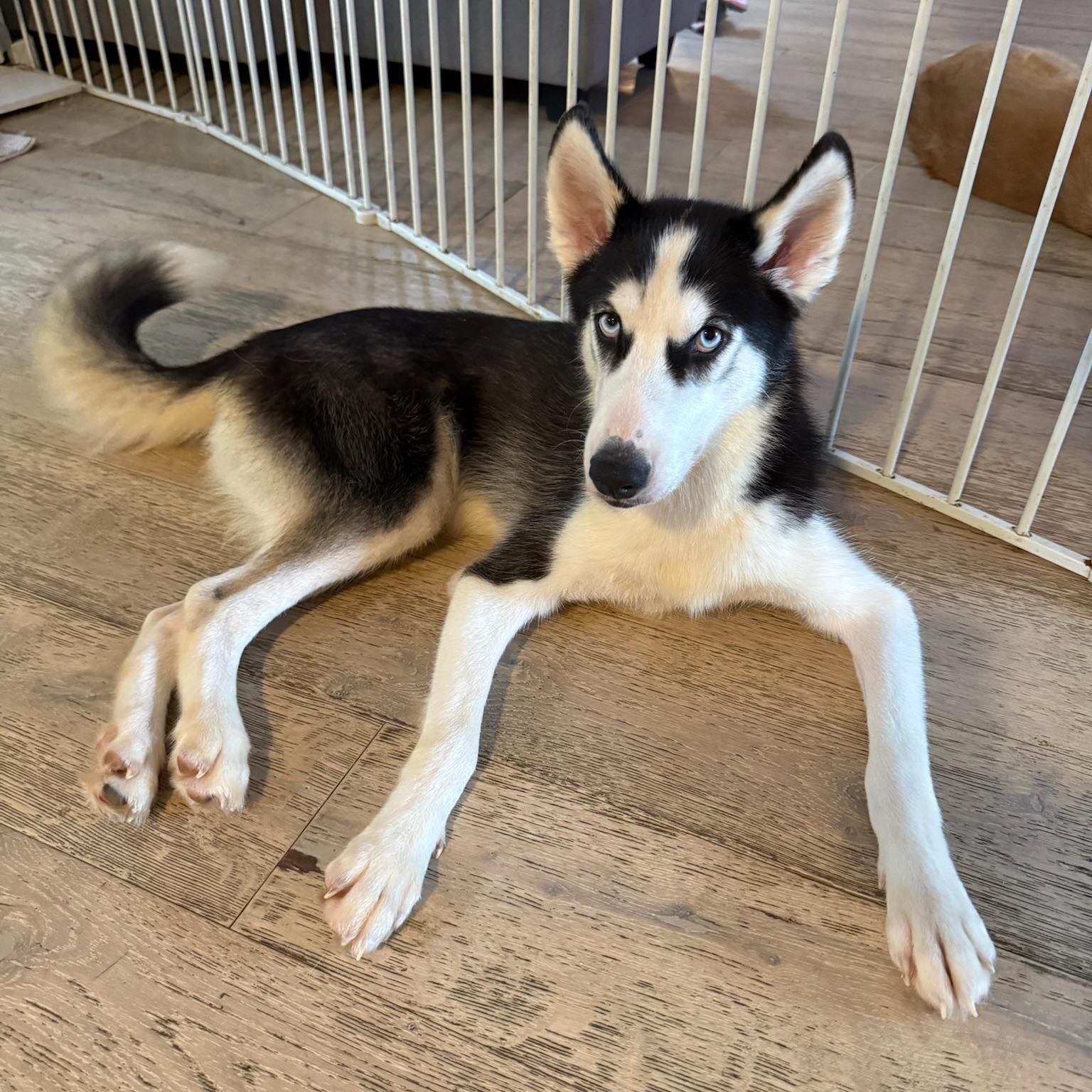 Camo Husky Dog