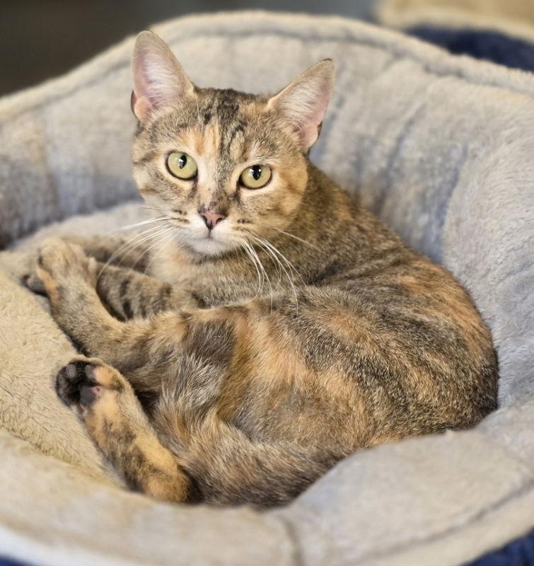 Junebug, a Adoptable Tortoiseshell in Woodsfield, OH image 1/3