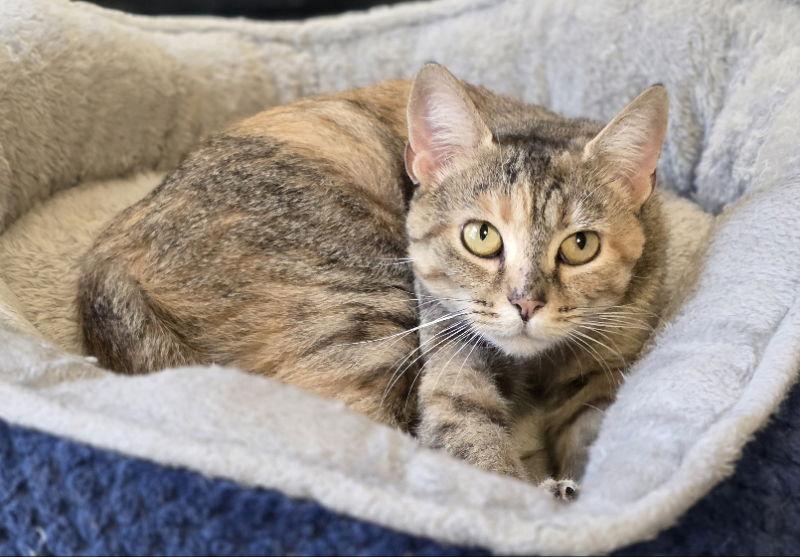 Junebug, a Adoptable Tortoiseshell in Woodsfield, OH image 3/3