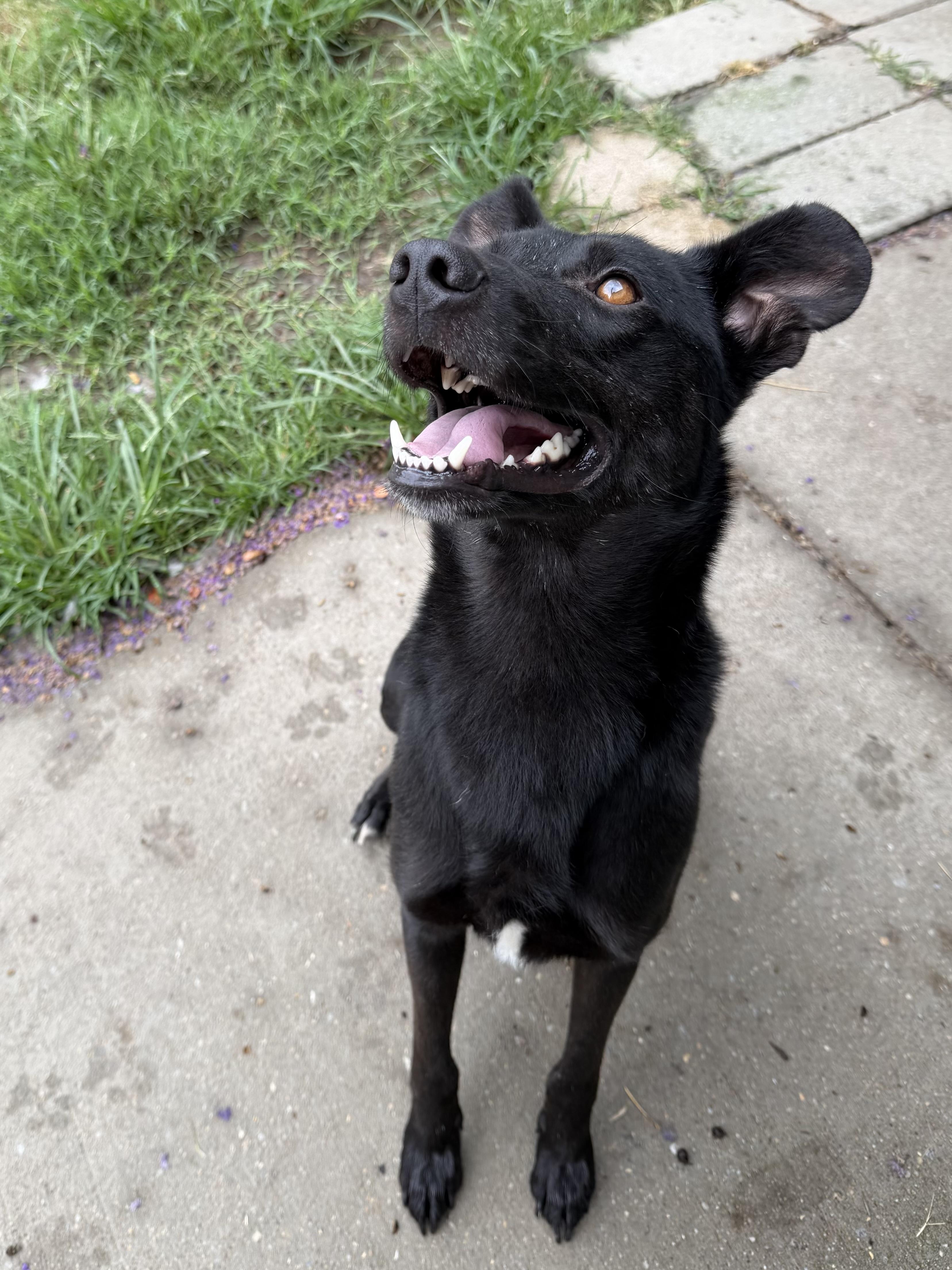 Enlarge Waylon, a ADOPTABLE mixed breed in Suffolk, VA image 1/1