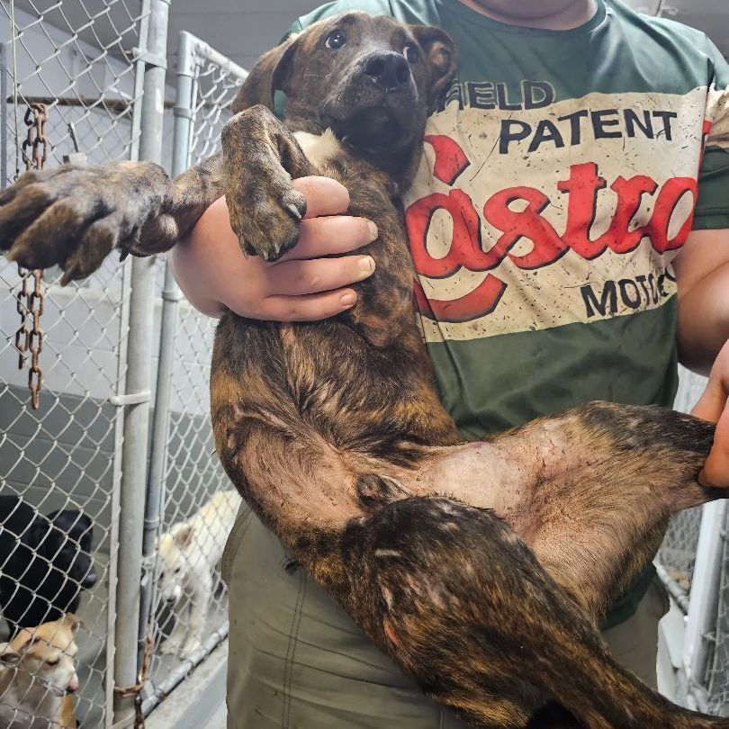 Three hundred , Adoptable, Young Male Hound.