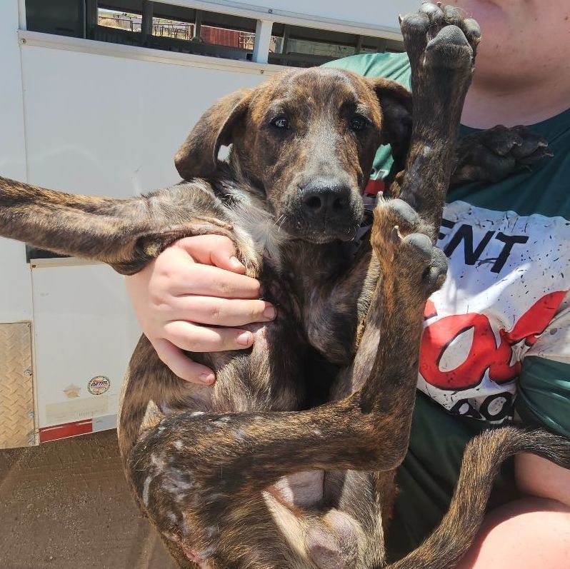 Three hundred , a Adoptable Hound in Kermit, TX image 2/10