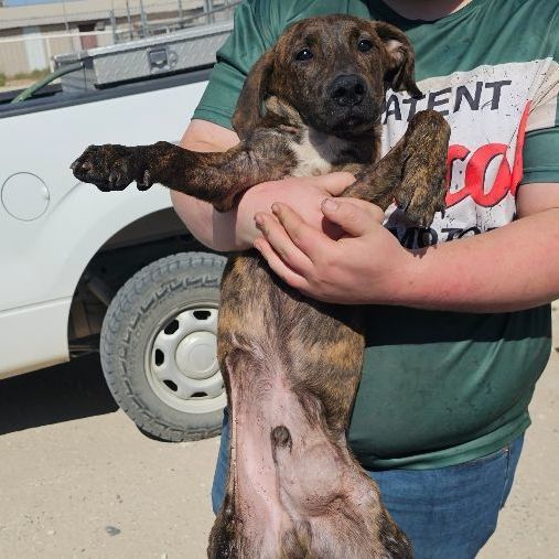 Three hundred , a Adoptable Hound in Kermit, TX image 3/10
